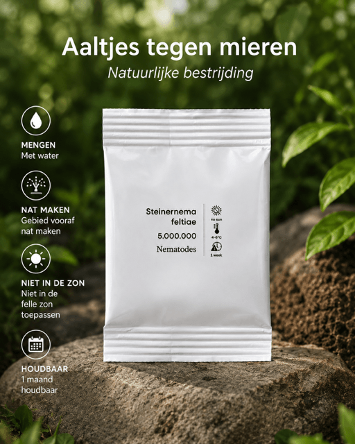 Wanneer mieren bestrijden met aaltjes?