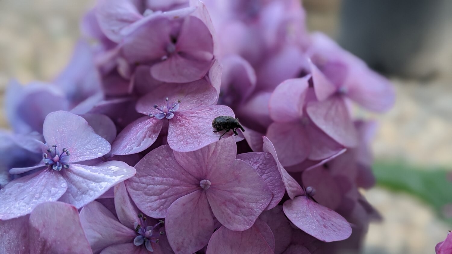 Aaltje grote oppervlakte - shutterstock_2246259749