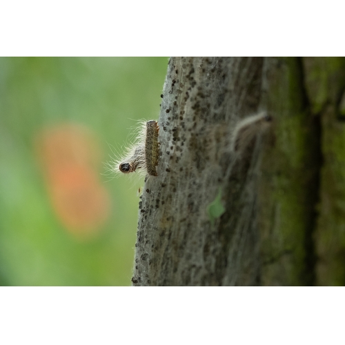 Aaltjes bestellen webshop - aaltjes_tegen_eikenprocessierups(3)