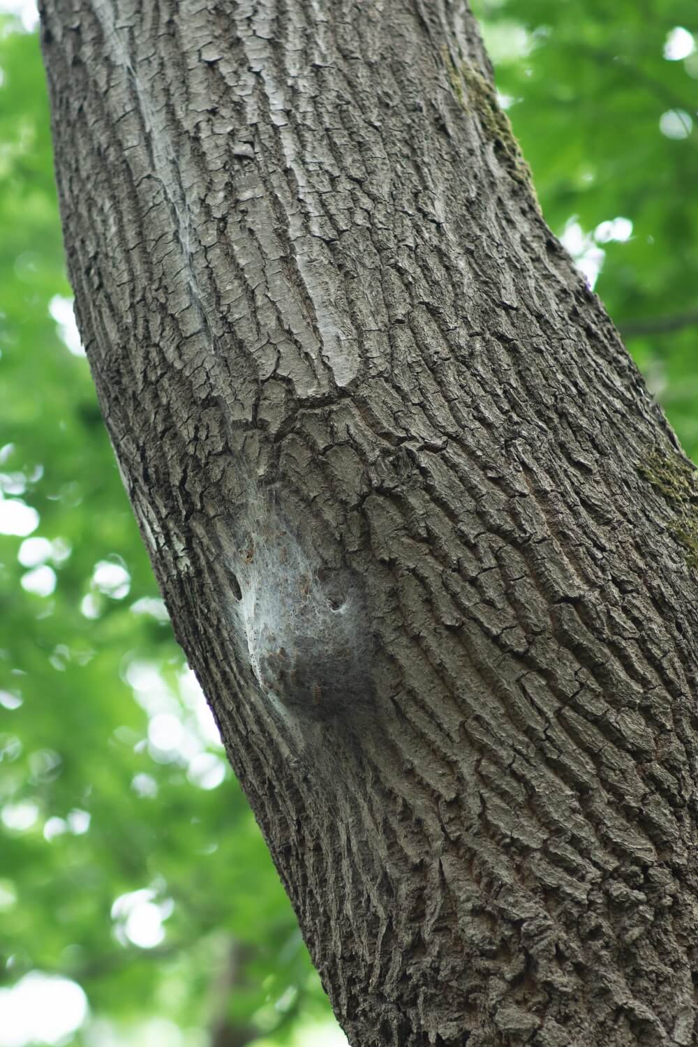 Aaltjes eikenprocessierups goedkoop - shutterstock_1759589057