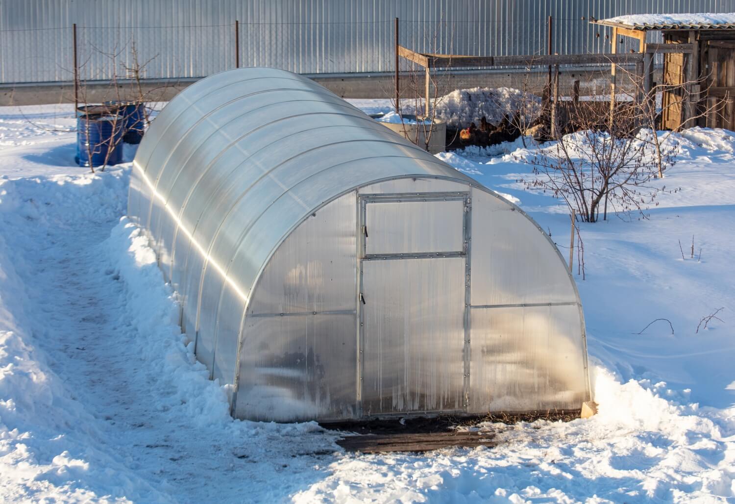 Aaltjes in moestuin - kas-aaltjes-winter-plagen