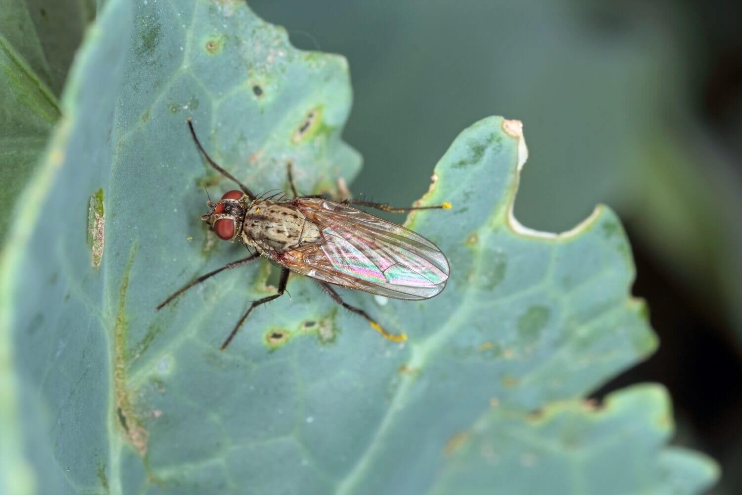 Aaltjes in moestuin - last-van-koolvlieg-bestrijden-met-aaltjes(1)
