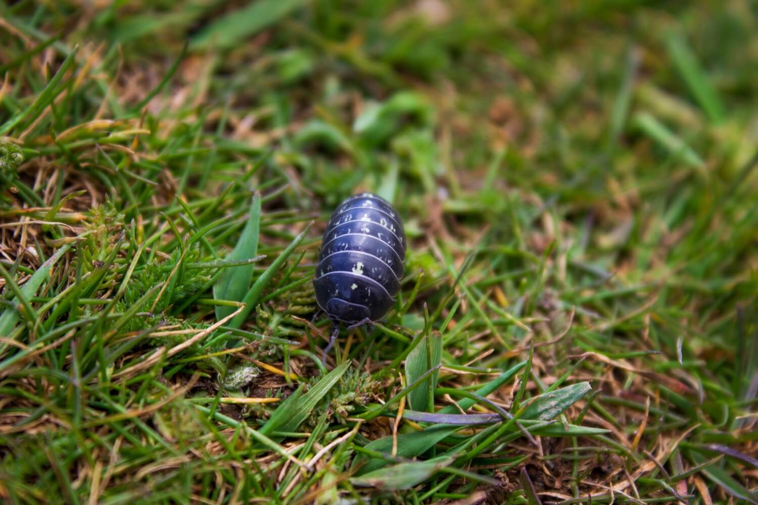 Aaltjes in moestuin - pissebedden-bestrijden-moestuin