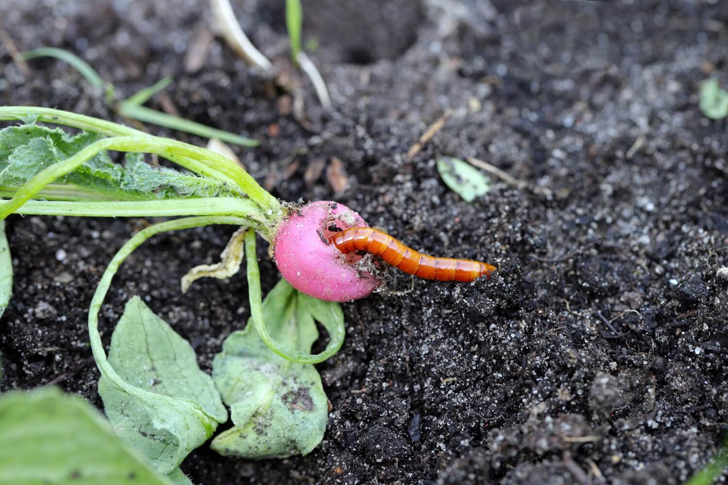 Aaltjes in moestuin - ritnaald-biologisch-bestrijden
