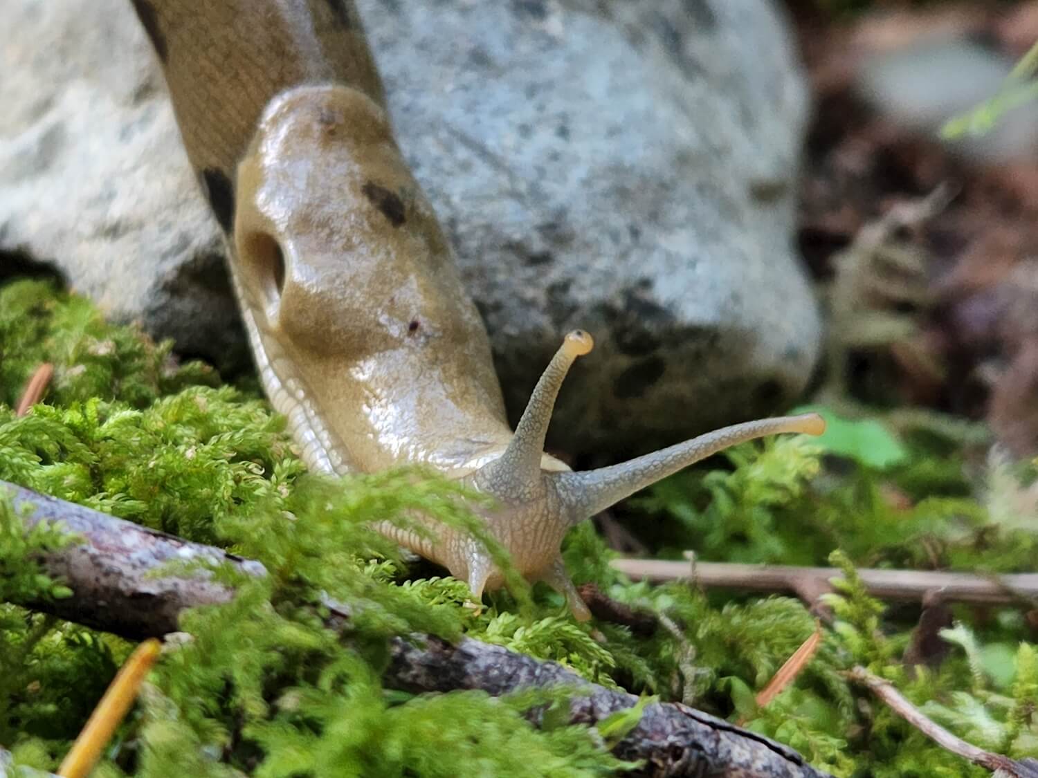 Aaltjes in moestuin - slakken-bestrijden-met-aaltjes