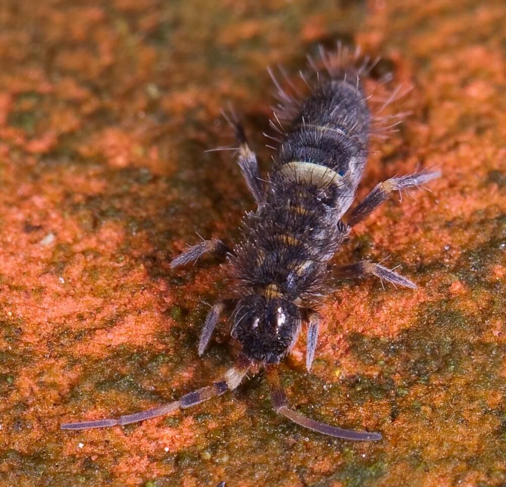 Aaltjes in moestuin - springstaartje
