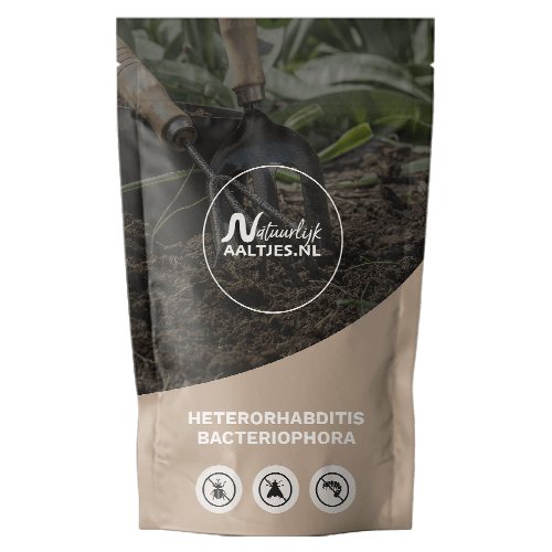 Aaltjes leveren - heterorhabditis_bacteriophora