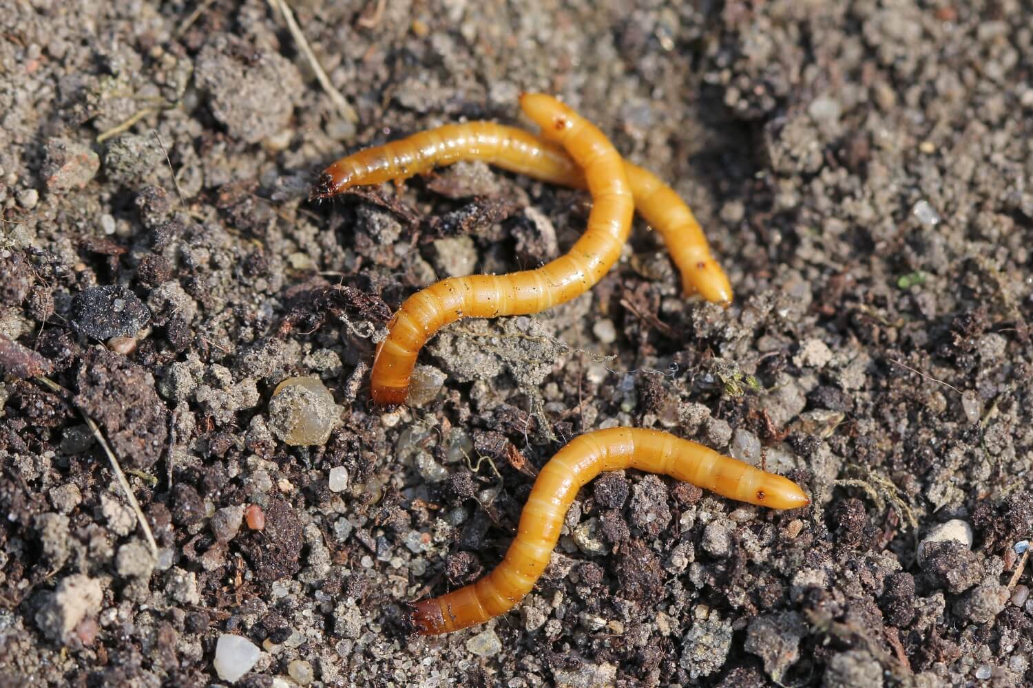Aaltjes online kopen met korting - shutterstock_1008223813_(1)