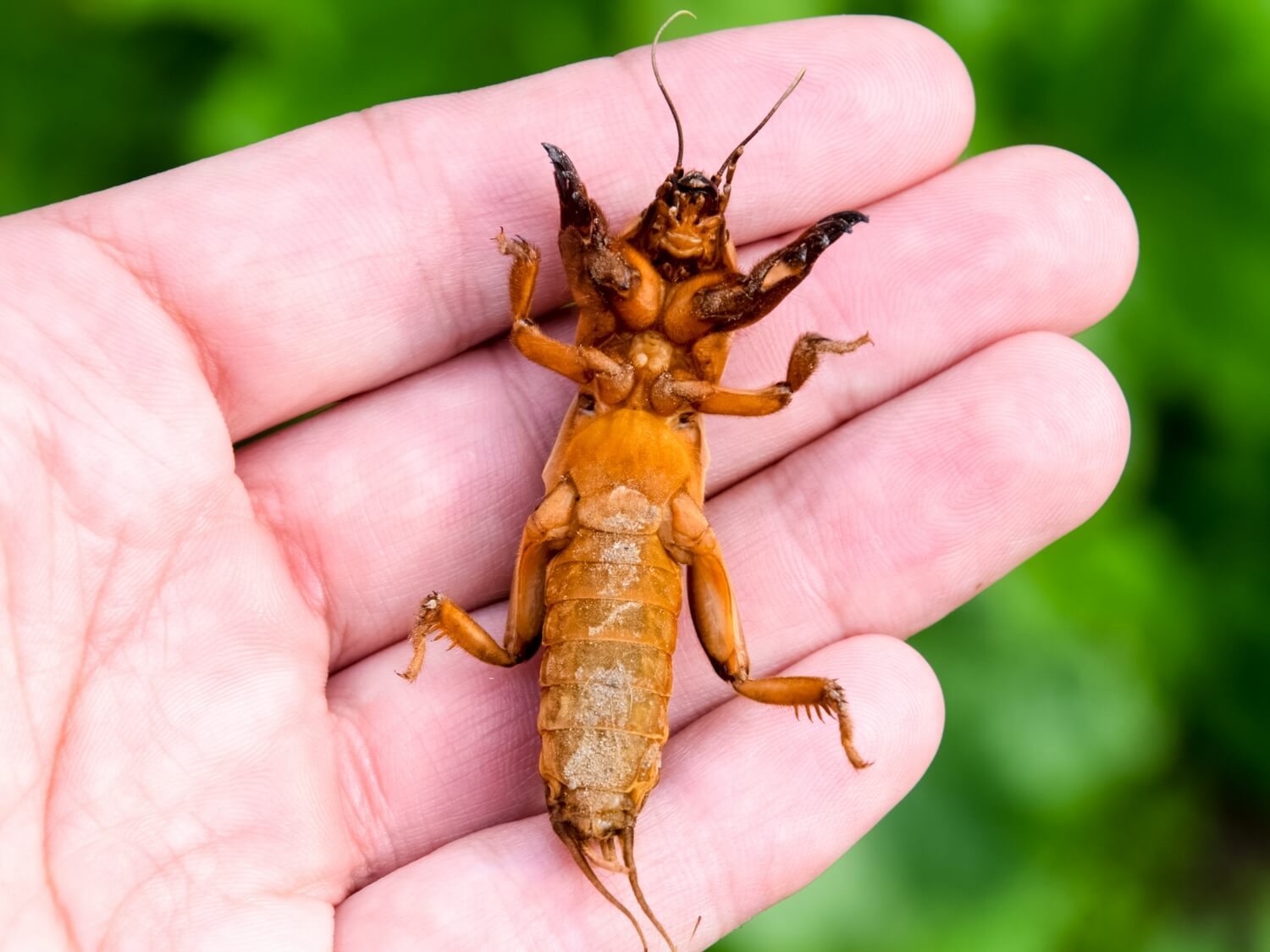 Aaltjes online kopen met korting - shutterstock_1436878952