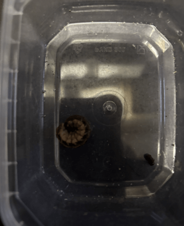 Aaltjes tegen aardrupsen - aardrups