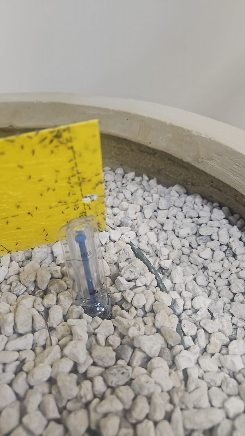 Aaltjes tegen rouwvliegjes goedkoopste - 5447fce1-60e5-4ce3-8010-088630a50dc4