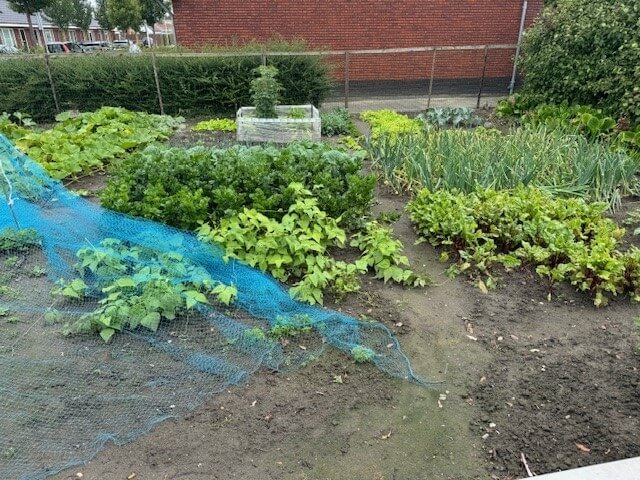 Aaltjes tegen slakken kopen goedkoop - moestuin-hilbert