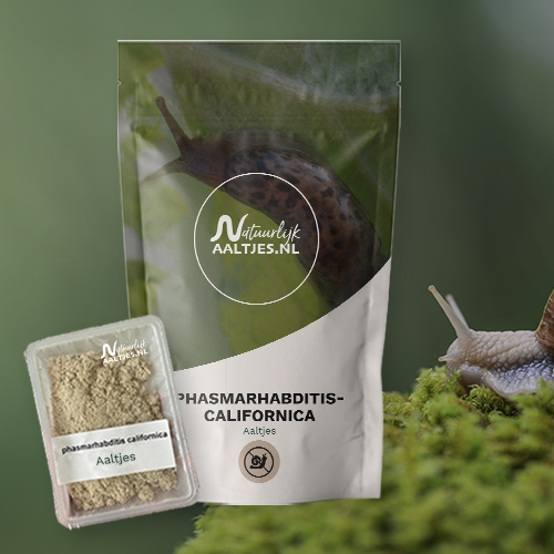 Aaltjes tegen slakken wanneer - phasmarhabditis_californica(4)