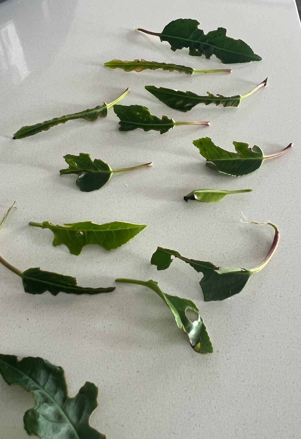 Aaltjes tegen taxus en snuitkever - gaten-bladeren-taxuskever