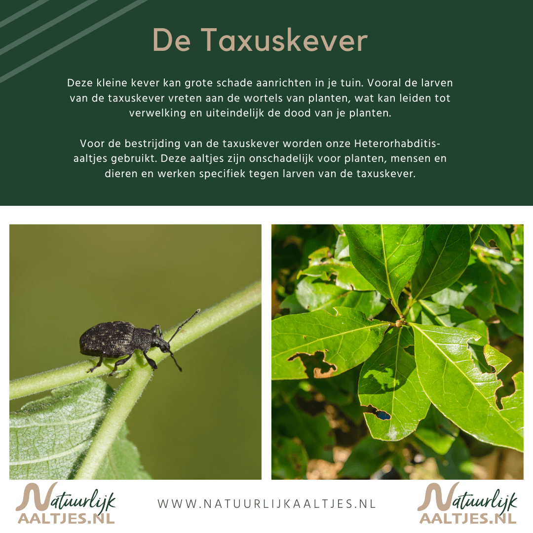 Aaltjes tegen taxuskever wanneer - www