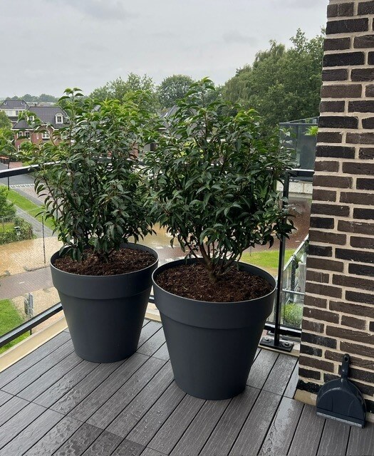 Aaltjes tegen taxuskever - taxus-schade