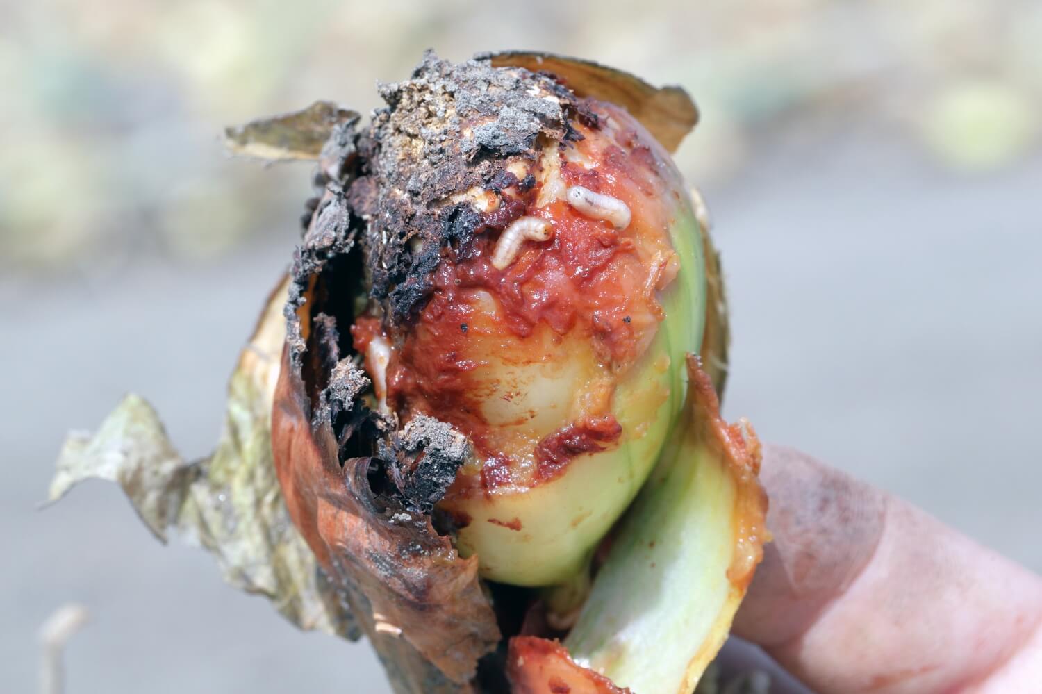 Aatljes kopen gamma - shutterstock_2017129856