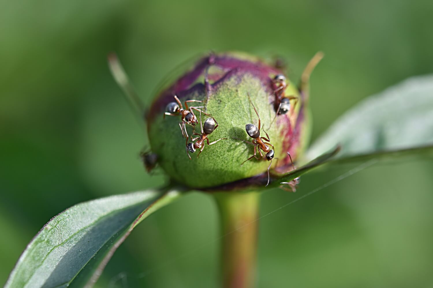 Beste middel tegen mieren buiten bestrijden - mieren-bestrijden-door-aaltjes-in-tuin