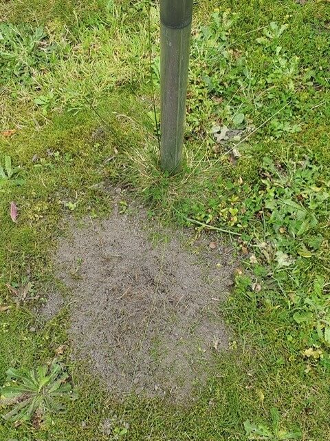 Biologische bestrijding bietenvlieg - mieren_rondom_gras