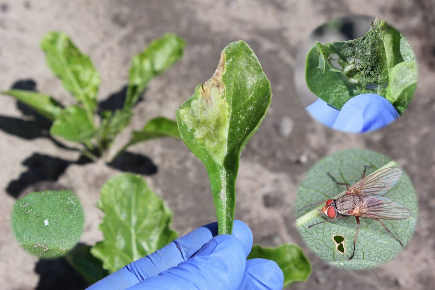 Biologische bestrijding bietenvlieg - shutterstock_1597164052