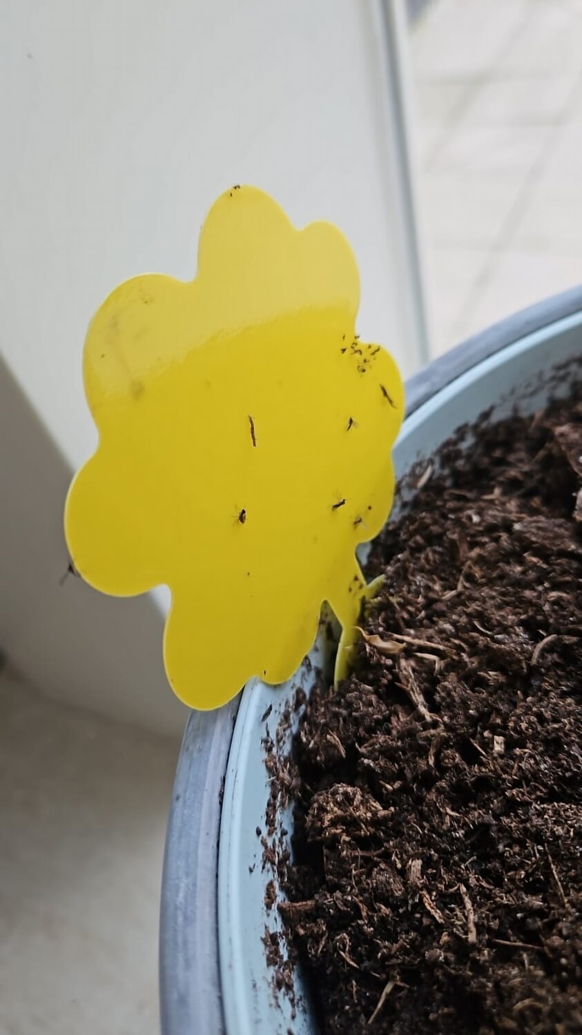 Biologische bestrijding bietenvlieg - vliegjesopplant