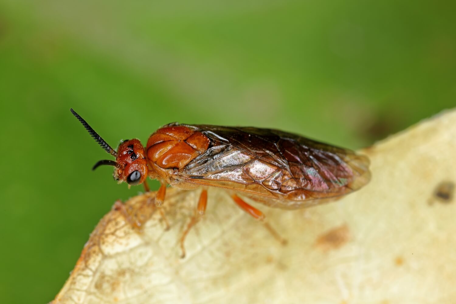 bladwesp rups bestrijden - bladwesp-aaltjes
