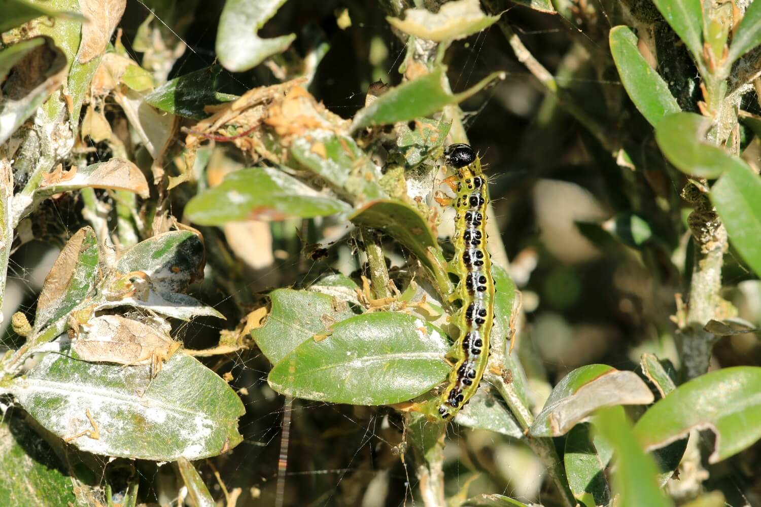 Buxusrups biologisch bestrijden - buxusmot-herstellen