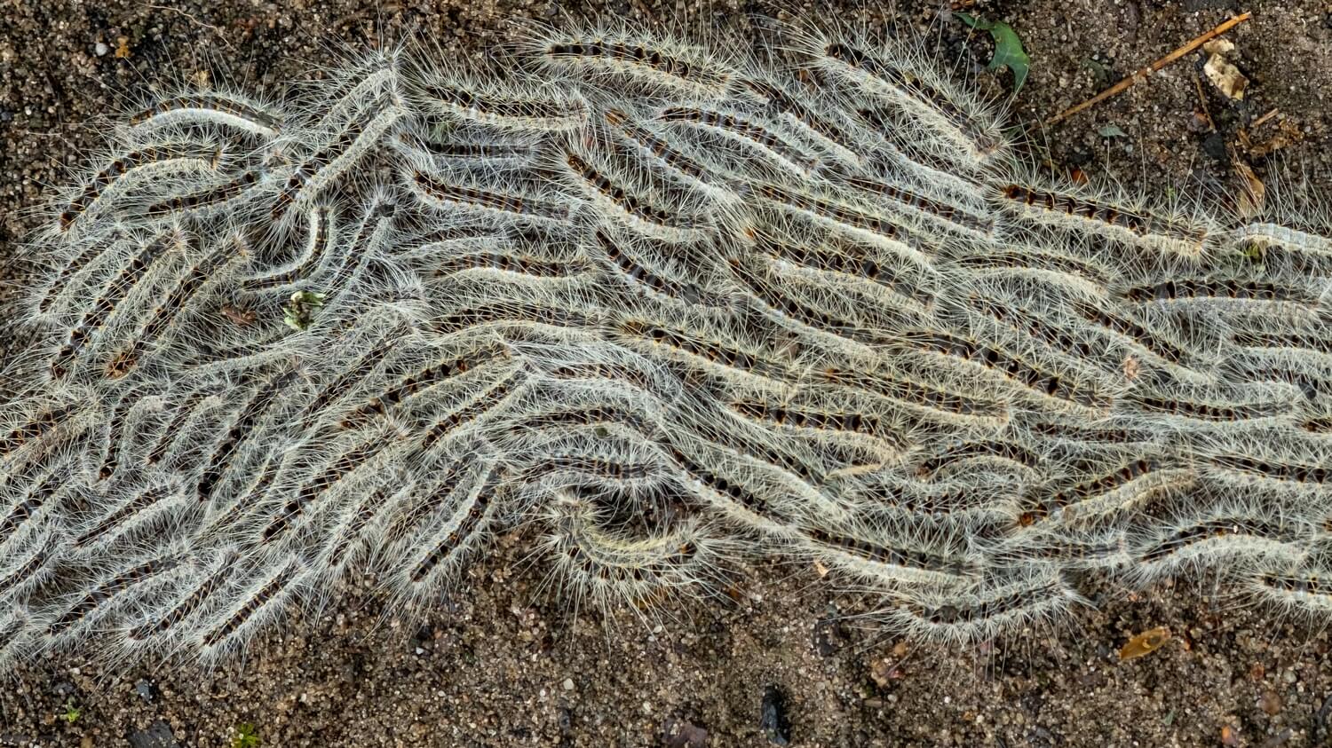 Eikenprocessierups bestrijden door de gemeente  - shutterstock_1642855729