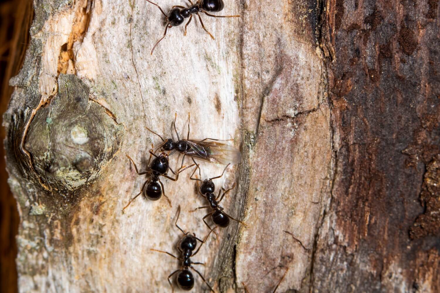 Eikenprocessierups bestrijden met aaltjes - shutterstock_1104417569