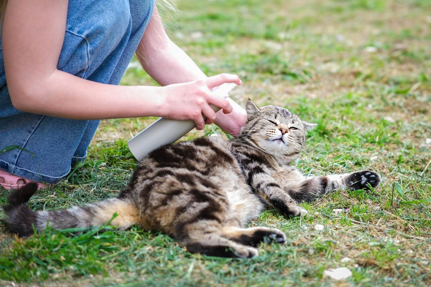 Emelten gazon bestrijden - aaltjes-dieren-niet-gevaarlijk-kat-hond-gras