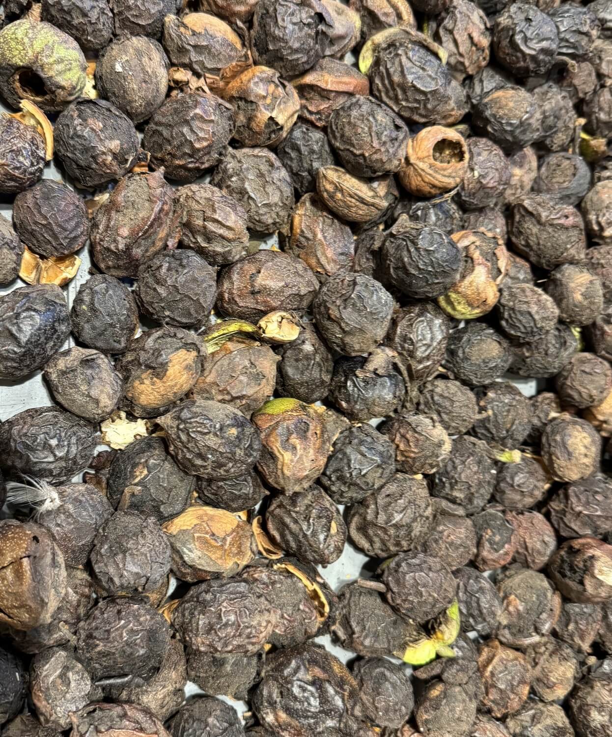 Emelten voorkomen in de herfst met aaltjes - 250110-slechte-walnoten-a1427054b74a3faf5945bd155ca153e0