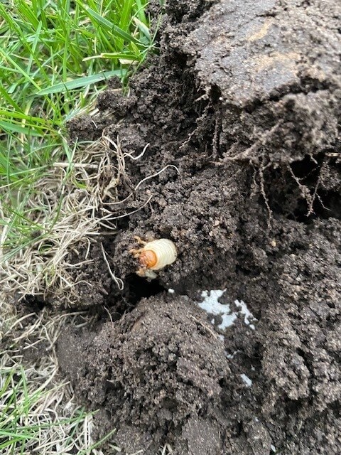Engerlingen bestrijden knoflook - engerlingen-grond-gras-mieren