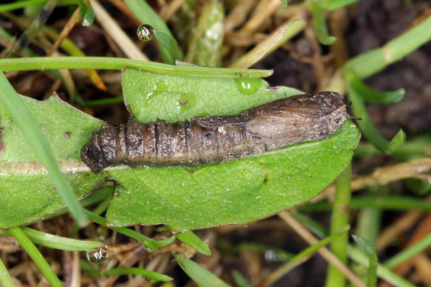 Engerlingen bestrijden met aaltjes - shutterstock_1050615146_(1)