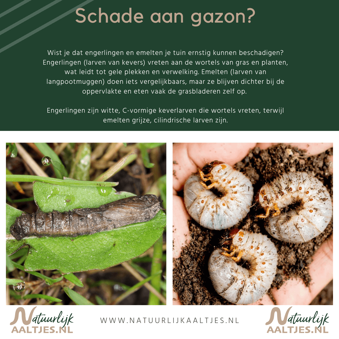 Engerlingen bestrijden met aaltjes - www