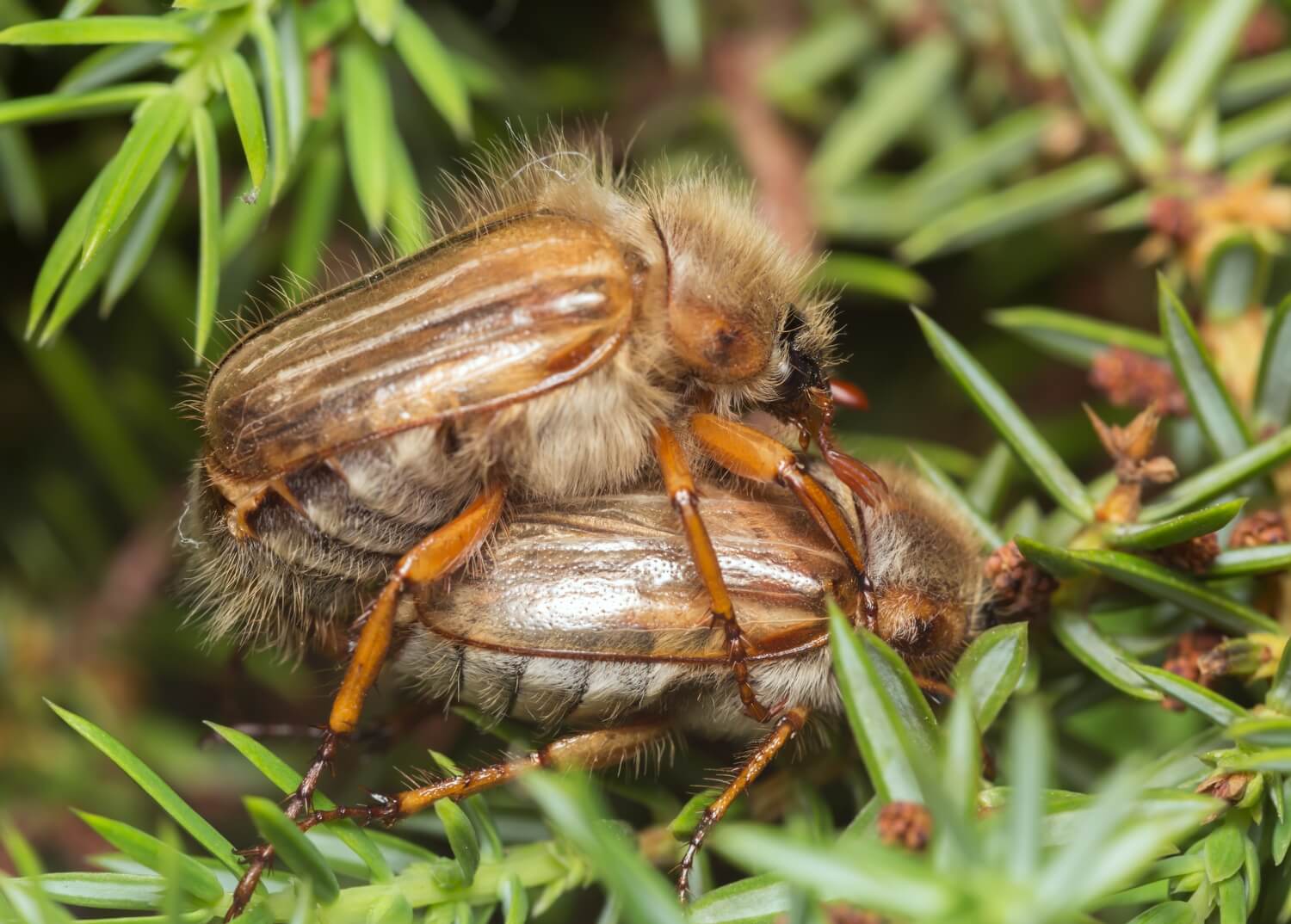 Engerlingen natuurlijk bestrijden met aaltjes - shutterstock_313250627