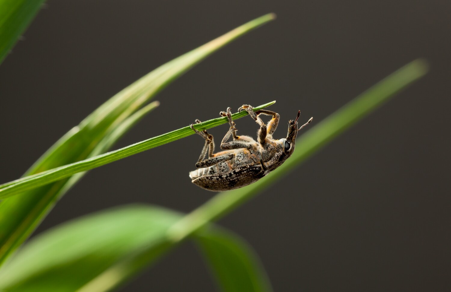 ervaring nematoden snuitkever - snuitkever-bestrijden