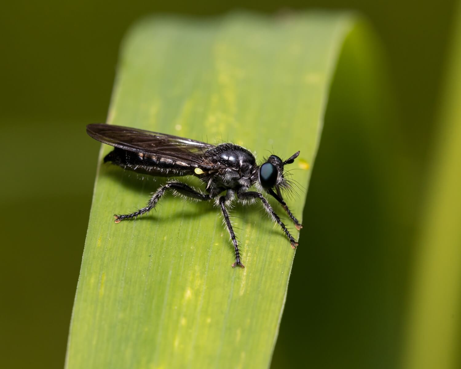 Ervaring nematoden tegen muggen - zwarte-vliegjes-plant