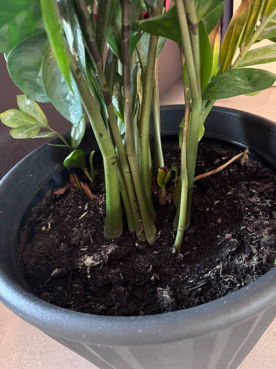 Fruitmot bestrijden in tuin - rouwvliegjes-zwarte-vliegjes