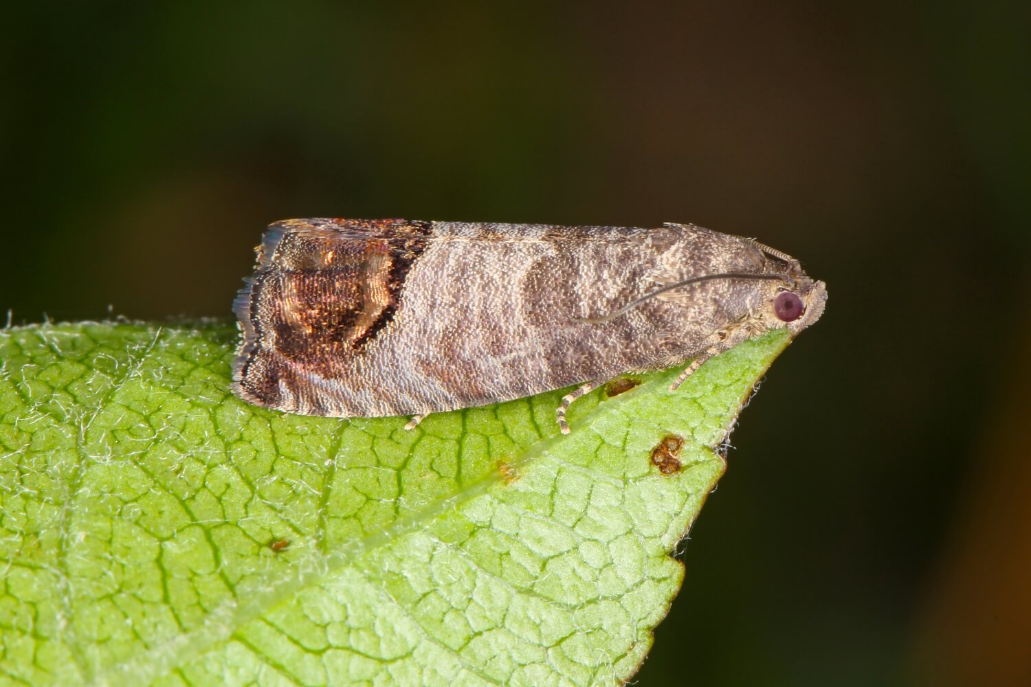 fruitmot bestrijdingsmiddel - fruitmot-bestrijden-natuurlijk-aaltjes