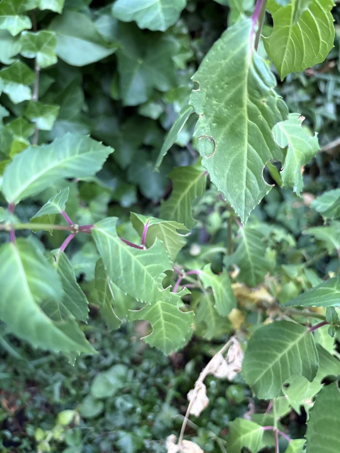 Fruitmot in abrikozenboom bestrijden - img_1519-fe462ab747a8c8ed23303893a90814e9
