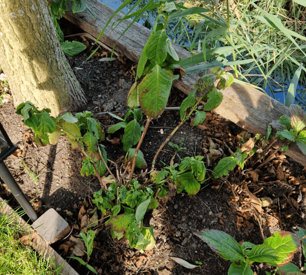 Gaten schade hedera - hortensia