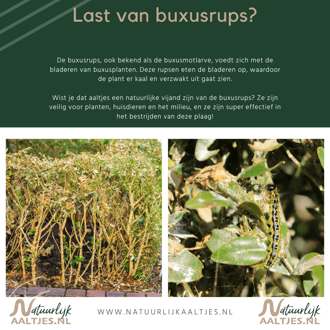 Goedkoop aaltjes tegen buxusmot bestellen - www