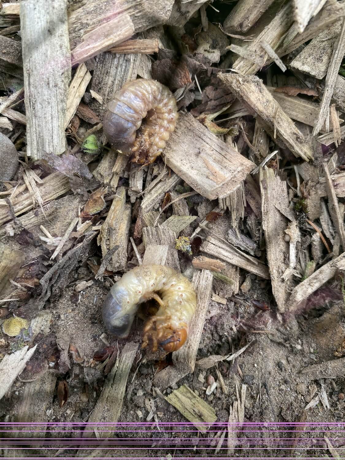 Goedkoopste aaltjes - img_9872-e8886356b8d9effb532c2a92c6098bff