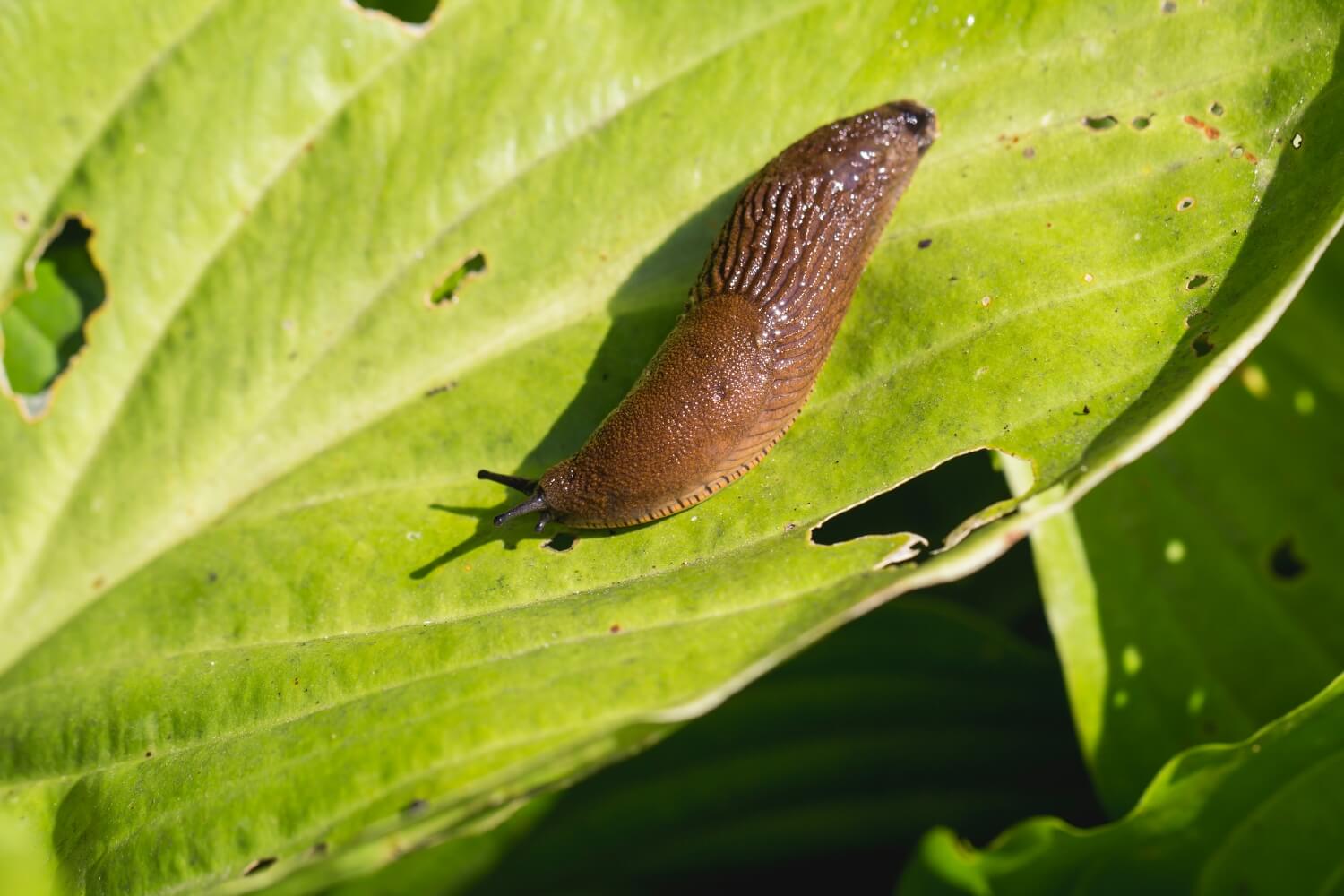 Goedkope nematoden kortingscode - slakken-planten-bestrijden-met-aaltjes