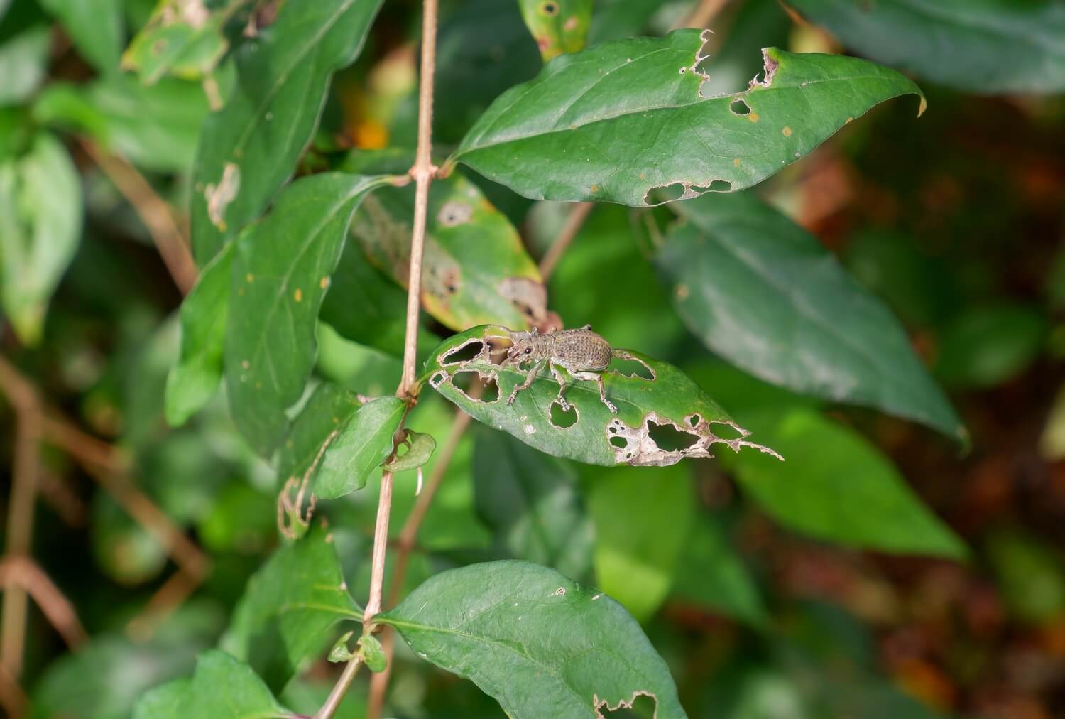 Grote hoeveelheid aaltjes kopen - zieke-plant-aaltjes
