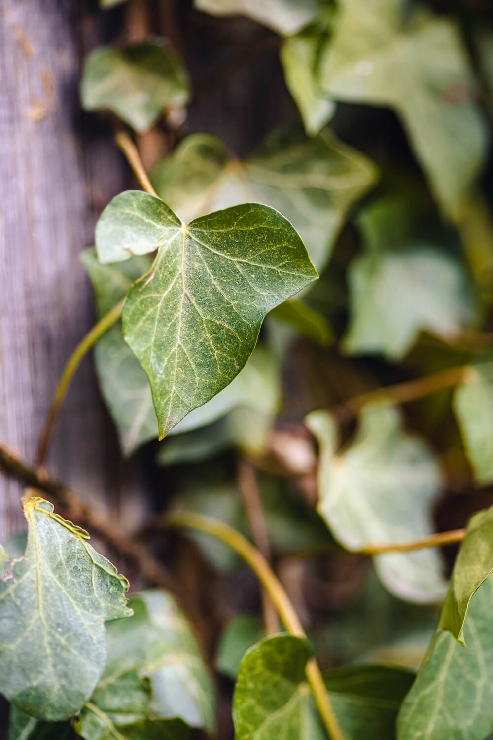 Hedera aangevreten bladeren - hedera-ziek-plagen
