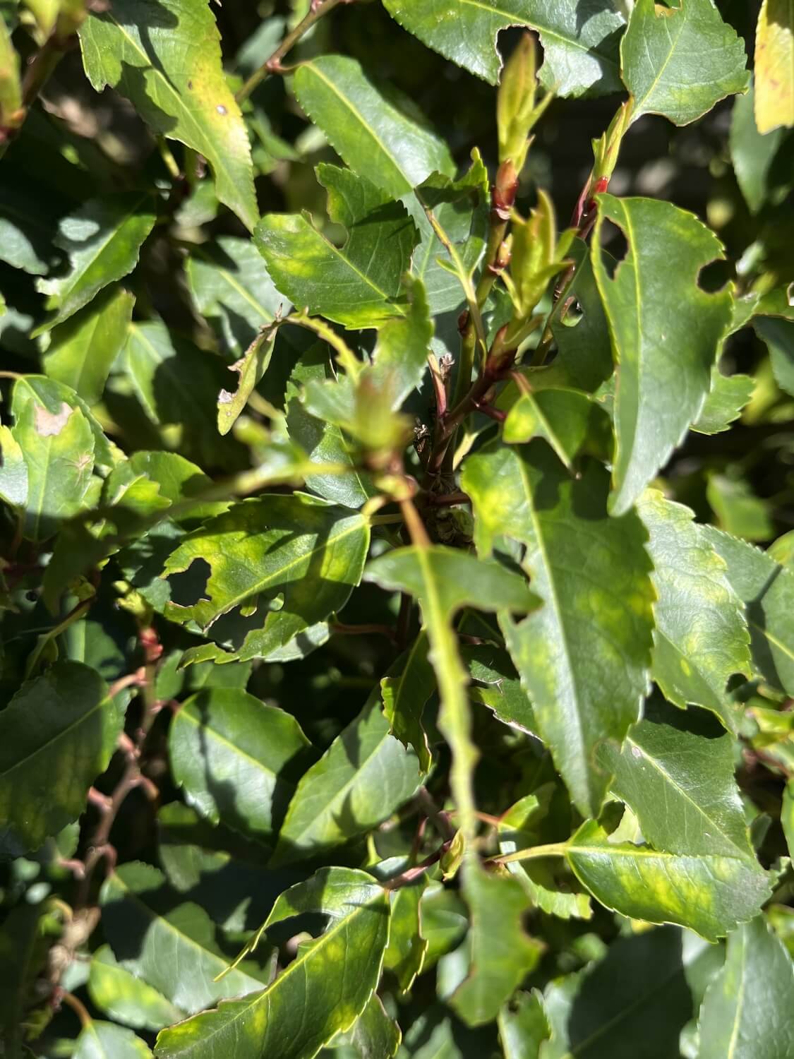 Hedera ziekten en plagen - img_5483-741734a44fc3d50f82c26b08b1ea02fb