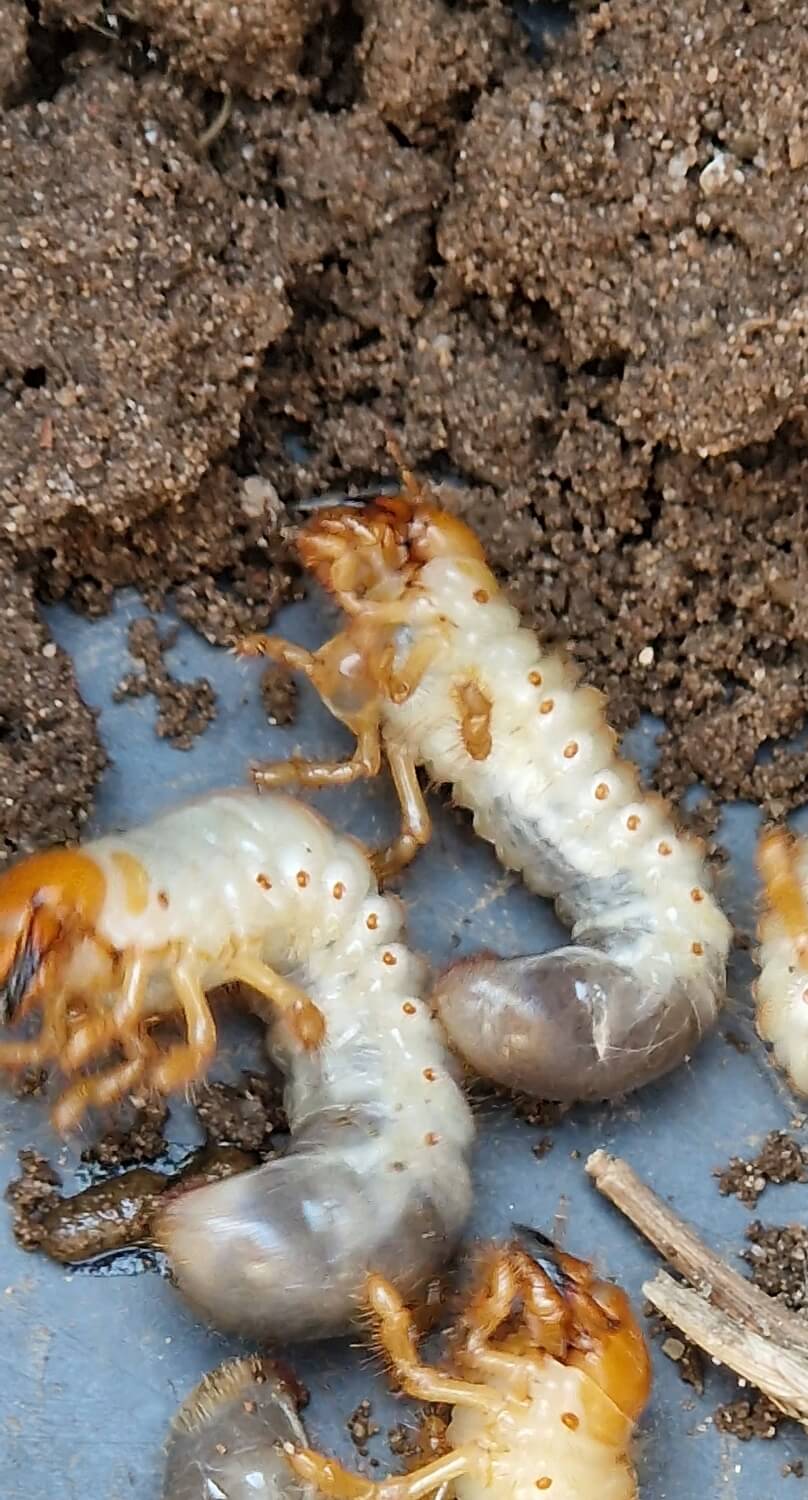 Heterorhabditis aaltjes bestellen - engerling-gras-wit-beestje-rups-gras