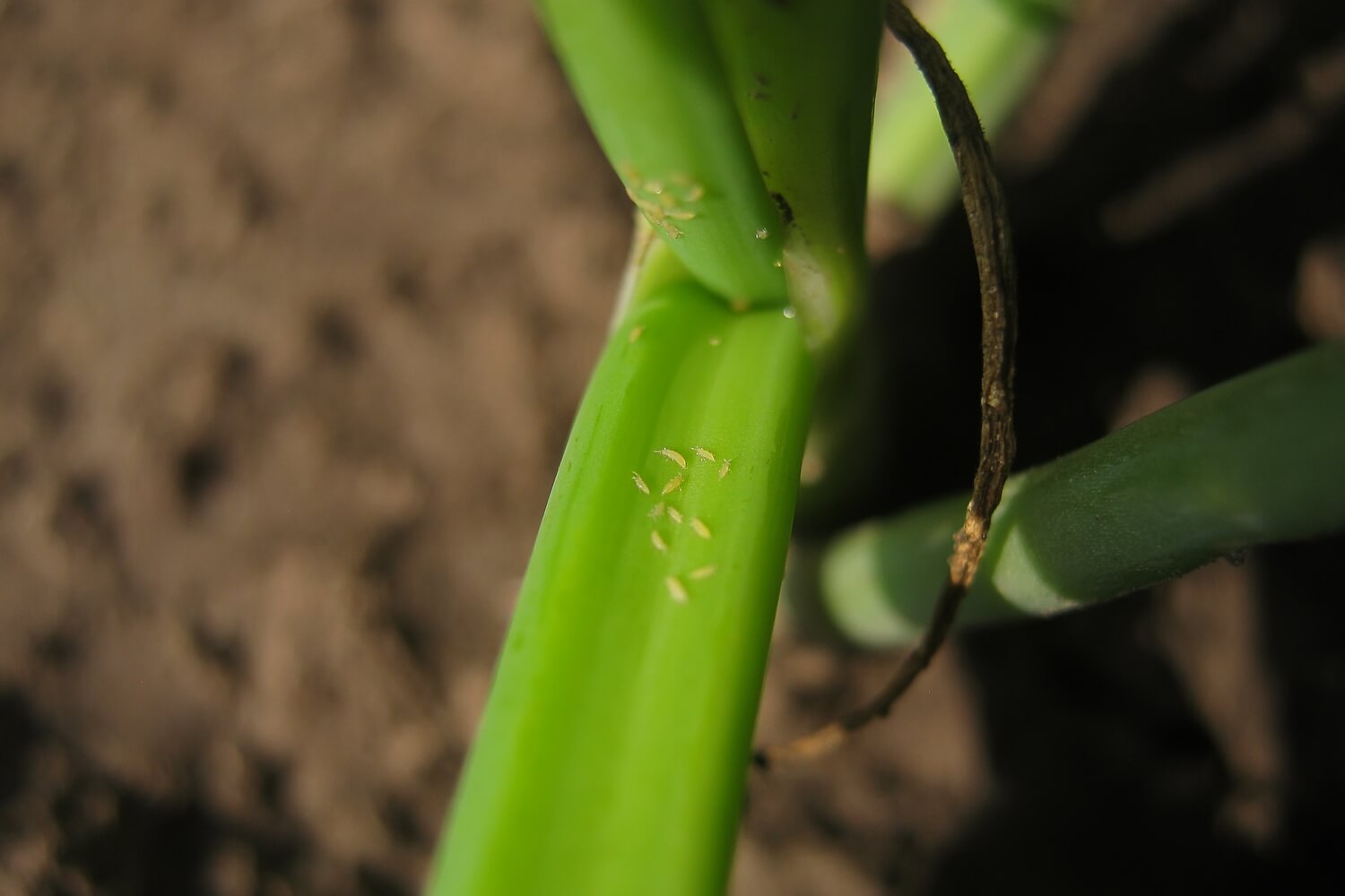 Hoe herken je trips? - shutterstock_1814808563