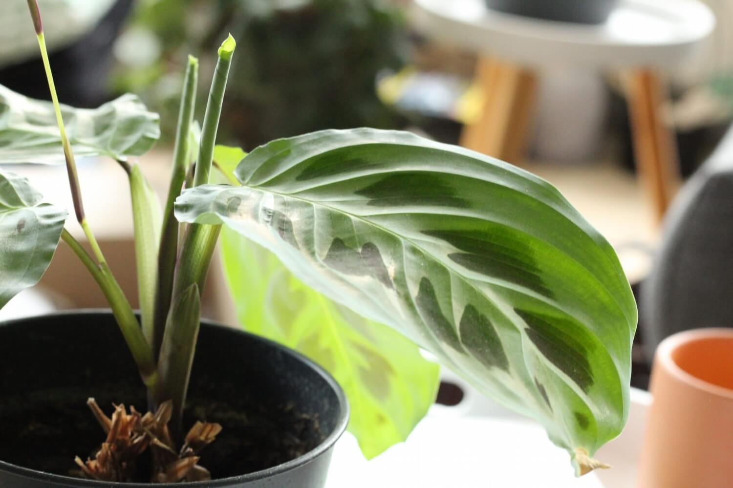 Hoe zien springstaartjes eruit? - aaltjesbestrijding